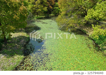 a small river full of lotus leaves in the wild 125794840