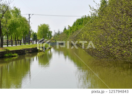 green woods by the river bank 125794843
