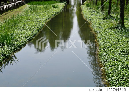 a river in the wild and plants on its banks a river in the wild and plants on its banks 125794846