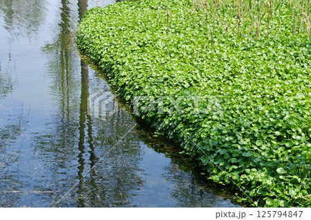 aquatic plants on the surface of a field pond 125794847