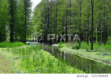 green woods by the river bank green woods by the river bank 125794849