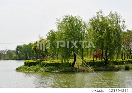 green woods by the river bank 125794852