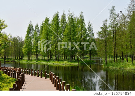 green woods by the river bank 125794854