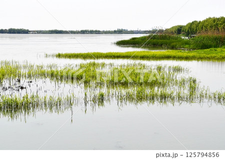 some aquatic plants on the water some aquatic plants on the water 125794856