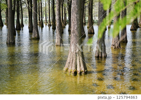 tree roots in a fir forest growing in water 125794863