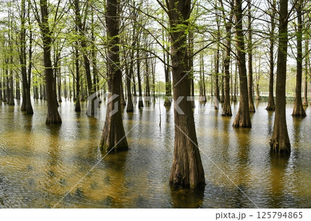 tree roots in a fir forest growing in water 125794865
