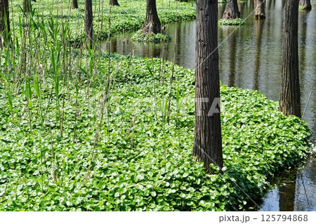 tree roots in a fir forest growing in water 125794868