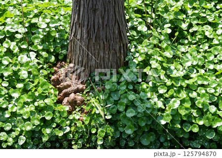 a tree root in a fir forest growing in water 125794870