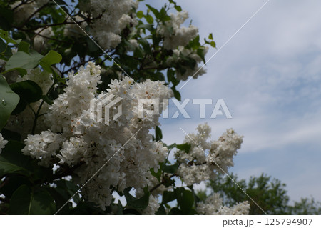 Close-up of a blooming white lilac bush against a cloudy sky 125794907