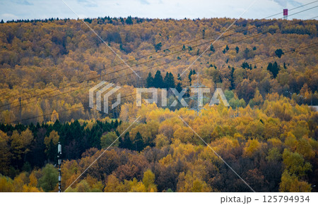 Metal poles of a power line in the middle of a yellow-green autumn forest. 125794934