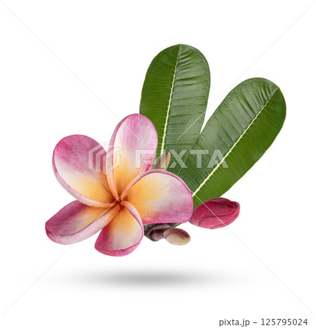 plumeria rubra flower with leaves isolated on white background plumeria rubra flower with leaves isolated on white background 125795024