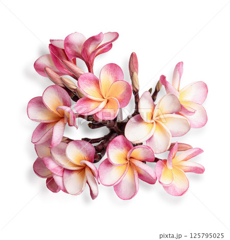 plumeria rubra flower isolated on white background plumeria rubra flower isolated on white background 125795025