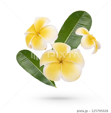Yellow plumeria rubra flower with leaves isolated on white background Yellow plumeria rubra flower with leaves isolated on white background 125795026