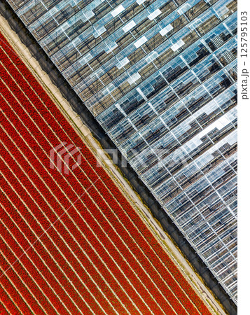 Aerial view of a vibrant red tulip field divided by a road from a modern glass greenhouse, showcasing symmetry and contrast between nature and structure. 125795103