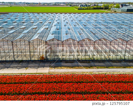 Aerial view of a vibrant red tulip field divided by a road from a modern glass greenhouse, showcasing symmetry and contrast between nature and structure. 125795107