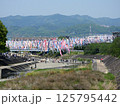 芥川桜堤公園の1000匹の鯉のぼり(大阪府高槻市で2025年4月撮影) 125795442
