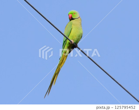 ワカケホンセイインコ ワカケホンセイインコ 125795452