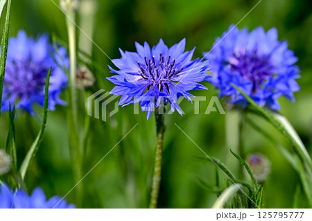 ヤグルマギク 125795777