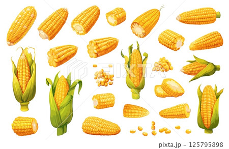 Cartoon corn. Sweet vegetable kernels maize, golden corncob with leaves, organic ripe farm food grain set vector illustration 125795898
