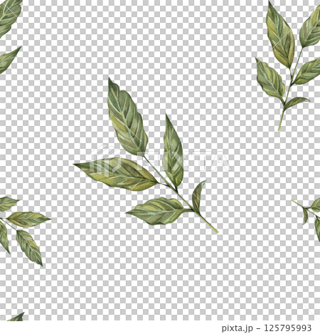 Seamless pattern with watercolor leaves on a sprig of coffee. Hand drawn, isolated on a white background. For prints, cards, textiles, kitchen, invitations 125795993