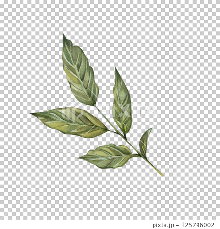 Green succulent leaves of a coffee bush. Hand drawn watercolor botanical illustration isolated on white background. For printing, menu design, recipes, kitchen, wedding invitations, greeting cards. Green succulent leaves of a coffee bush. Hand drawn watercolor botanical illustration isolated on white background. For printing, menu design, recipes, kitchen, wedding invitations, greeting cards. 125796002