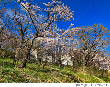 小樽にある手宮公園の春風景 125796231