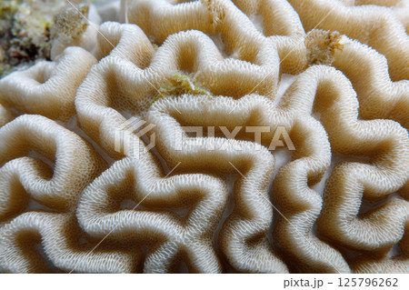 Close up of intricate brain coral texture showcasing its natural patterns and beige hues, highlighting beauty of marine life. detailed surface reveals coral unique structure 125796262