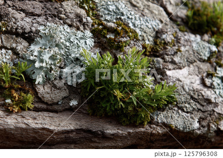 Lichen and moss grow on textured tree bark, showcasing natural and vibrant ecosystem. close up view highlights intricate details and colors of lichen and moss 125796308