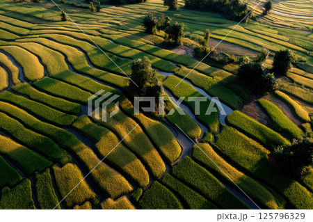 Lush green and golden terraced rice fields create stunning aerial view, showcasing intricate patterns and natural beauty of landscape. fields are interspersed with trees 125796329
