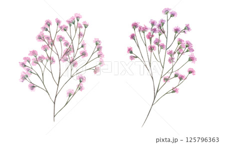 Gypsophila branches with blooming pink flowers watercolor illustration clip art isolated background. Hand painted baby breath flower set for wedding bouquet decor, greeting cards, invitation Gypsophila branches with blooming pink flowers watercolor illustration clip art isolated background. Hand painted baby breath flower set for wedding bouquet decor, greeting cards, invitation 125796363
