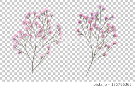 Gypsophila branches with blooming pink flowers watercolor illustration clip art isolated background. Hand painted baby breath flower set for wedding bouquet decor, greeting cards, invitation Gypsophila branches with blooming pink flowers watercolor illustration clip art isolated background. Hand painted baby breath flower set for wedding bouquet decor, greeting cards, invitation 125796363