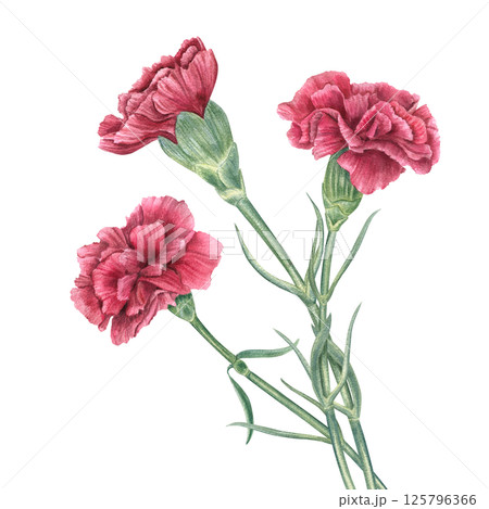 Watercolor red carnations bouquet isolated background. Symbol of the Carnation Revolution, Veterans Day or wedding illustration. For holiday invitations, floral branding, greeting cards, book covers Watercolor red carnations bouquet isolated background. Symbol of the Carnation Revolution, Veterans Day or wedding illustration. For holiday invitations, floral branding, greeting cards, book covers 125796366