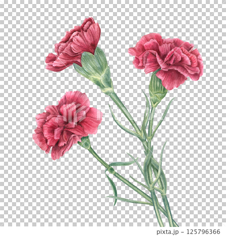 Watercolor red carnations bouquet isolated background. Symbol of the Carnation Revolution, Veterans Day or wedding illustration. For holiday invitations, floral branding, greeting cards, book covers 125796366