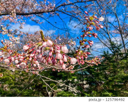 春の小樽にある手宮公園 125796492