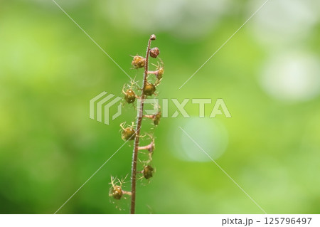 チャルメルソウ（哨吶草） 125796497