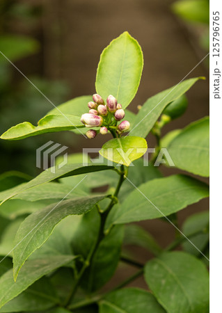 Citrus Greenhouse with Blooming Lemon Trees 125796765