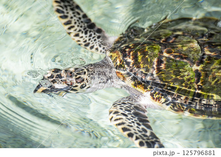 THAILAND CHONBURI SATTAHIP TURTLE PARK THAILAND CHONBURI SATTAHIP TURTLE PARK 125796881