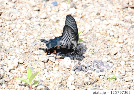 クロアゲハ 125797365