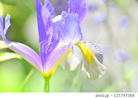 清楚で美しく咲くダッチアイリスの花 125797368