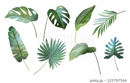 Tropic leaf. Watercolor flower plant, green banana palm and monstera in jungle or floral summer nature greenery. Hawaii branch. botanical rainforest objects for design. Vector isolated set 125797564