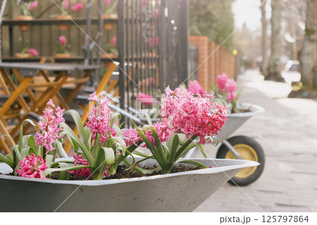 blooming hyacinths at gate of the house. wheelbarrow with a pink floral arrangement inside.  125797864