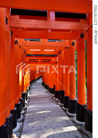 伏見稲荷大社の千本鳥居 伏見稲荷大社の風景 京都観光スポット 伏見稲荷大社の千本鳥居 伏見稲荷大社の風景 京都観光スポット 125797902