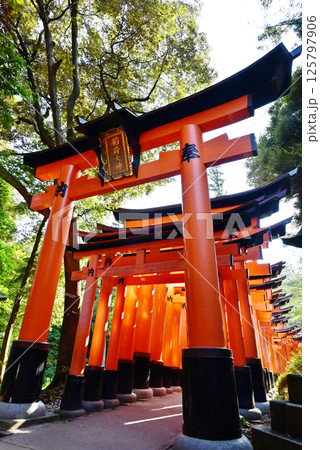 伏見稲荷大社の千本鳥居 新緑と鳥居のの風景 京都観光スポット 伏見稲荷大社の千本鳥居 新緑と鳥居のの風景 京都観光スポット 125797906