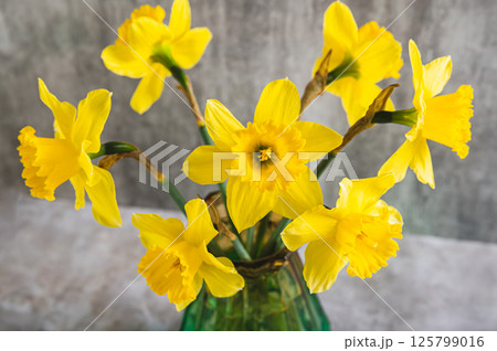 Close up of fresh spring flowers yellow daffodils in vase on grey table 125799016