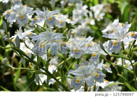 春の善峯寺　シャガ(京都市西京区) 125799097