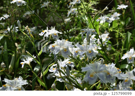 春の善峯寺　シャガ(京都市西京区) 125799099