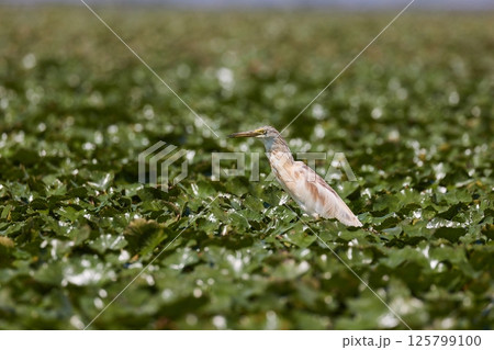 Bird on Lake Skadar, squacco heron Bird on Lake Skadar, squacco heron 125799100