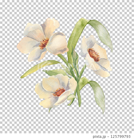 Soft white wild garden anemones and gentle greenery by watercolor illustration isolated. Flowers bunch of peonies and leaves pastel colors hand drawn for spring prints, scrapbooking, wedding design. Soft white wild garden anemones and gentle greenery by watercolor illustration isolated. Flowers bunch of peonies and leaves pastel colors hand drawn for spring prints, scrapbooking, wedding design. 125799793