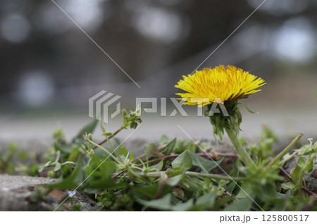 Dandelion with flower growing in a crack sidewalks. Dandelion with flower growing in a crack sidewalks. 125800517