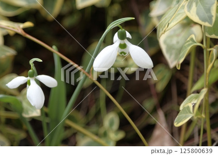 Two flowers Galanthus or Snowdrop or Galanthus elwesii. 125800639